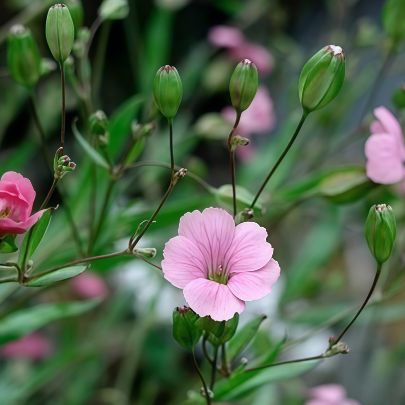 Vaccaria V. Wolf Seeds - Larger Packet High Germination 2000-10000 Onsaleseeds