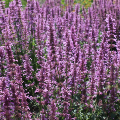 Light Red Purple Korean Mint Seeds