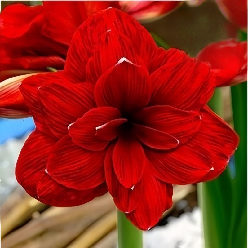Amaryllis Bulbs - Double Dragons