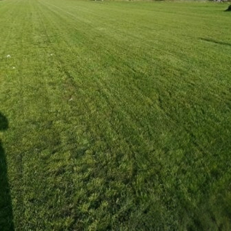 Ruby Seeds - Larger Packet High Germination 1/4-1/2LB Onsaleseeds