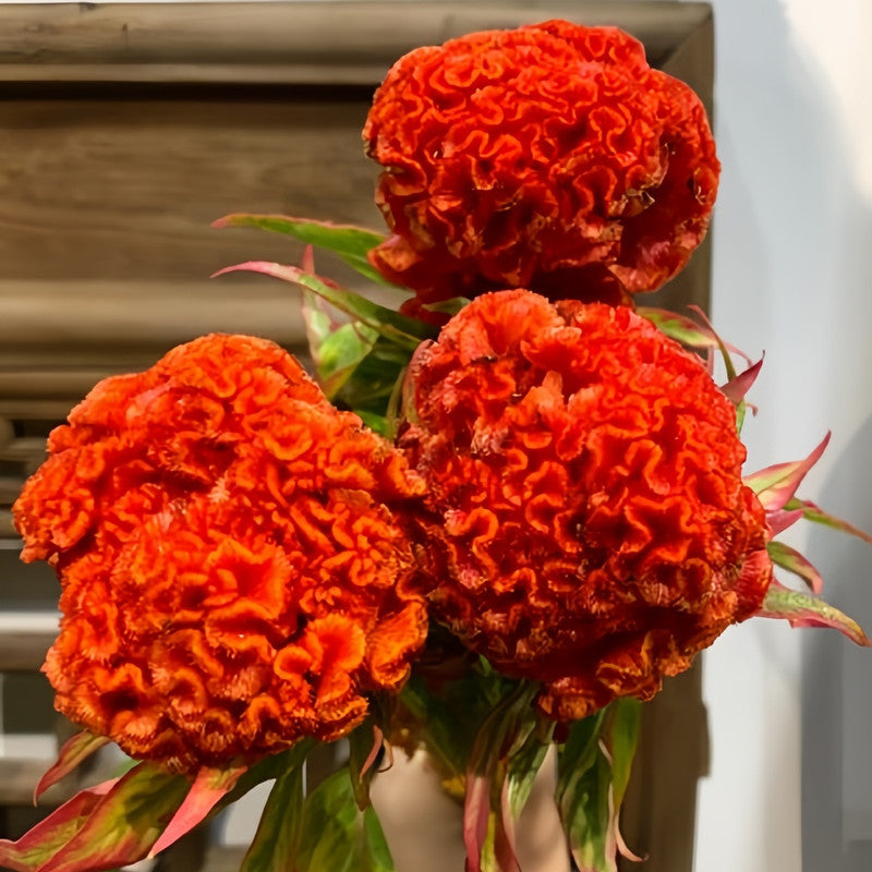Celosia Cristata Seeds - Orange Red Larger Packet High Germination 1500-7500 Onsaleseeds