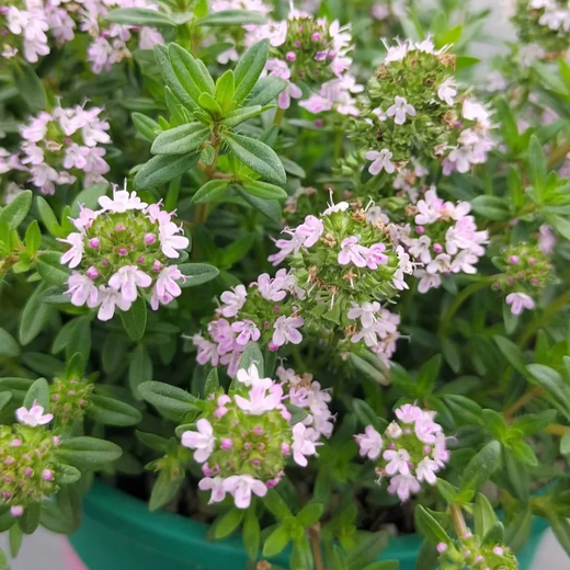 Creeping Thyme Seeds Pink Beautiful Ground Cover