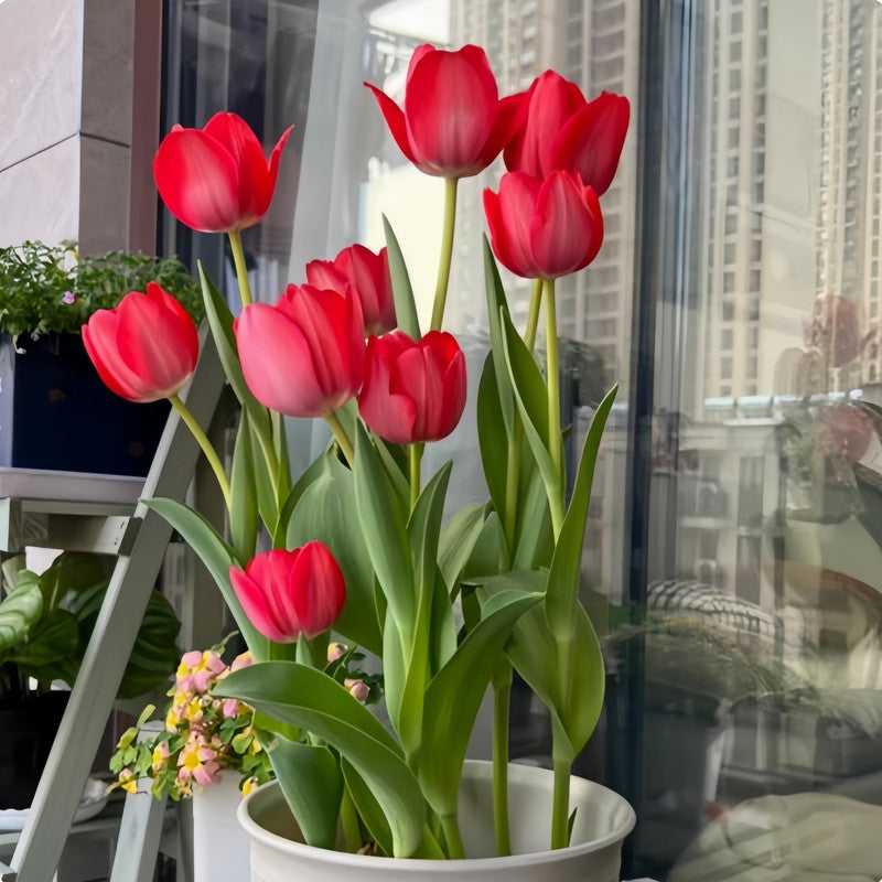 Tulip Bulbs - Red Chang'an