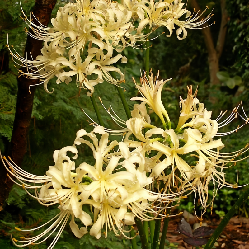 Red Spider Lily (Lycoris Radiata) Lemon Yellow Bulbs up to 50%
