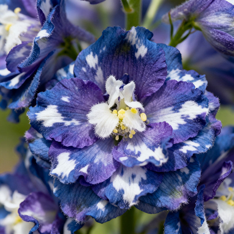 Delphinium Elatum Seeds - Mix Larger Packet High Germination 2200-12000 Onsaleseeds