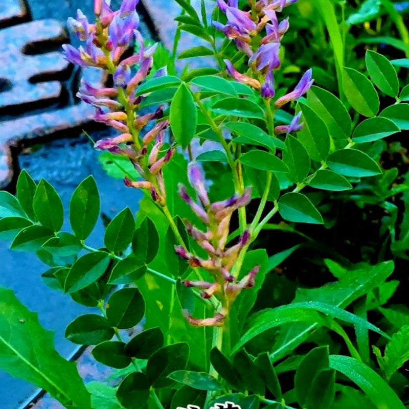 Glycyrrhiza Uralensis Fisch. Seeds - Larger Packet High Germination 1000-5000 Onsaleseeds
