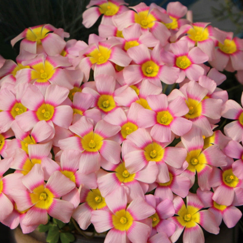 Oxalis Bulbs - Aurora