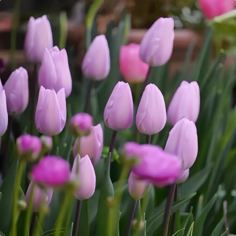 Tulip Bulbs - Silver Cloud