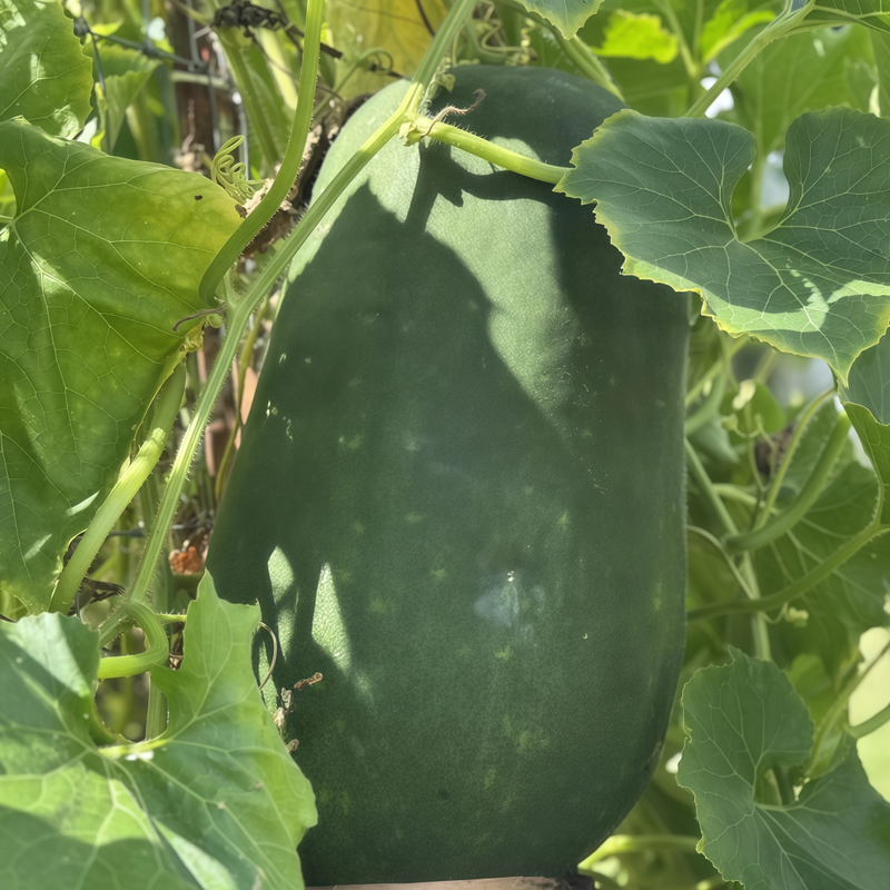 Benincasa Hispida - Green High Germination  Onsaleseeds