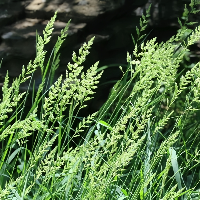 Reed Shaped Fescue Faen Seeds - Larger Packet High Germination 1/4-1/2LB Onsaleseeds