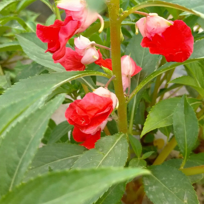 Impatiens Balsamina Seeds - Red Larger Packet High Germination 1000-5000 Onsaleseeds