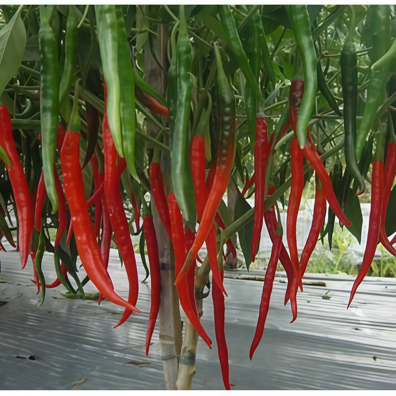 Capsicum Annuum Var. - Conoides Line Corner Red Larger Packet High Germination 200-1000 Onsaleseeds