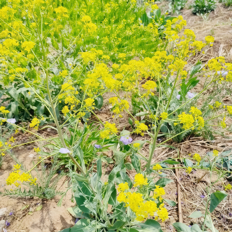 Isatis Indigotica Fort. Seeds - Larger Packet High Germination 260-1200 Onsaleseeds