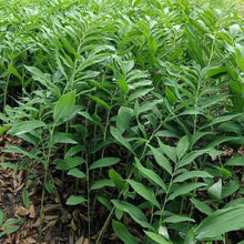 Polygonatum Odoratum Seeds