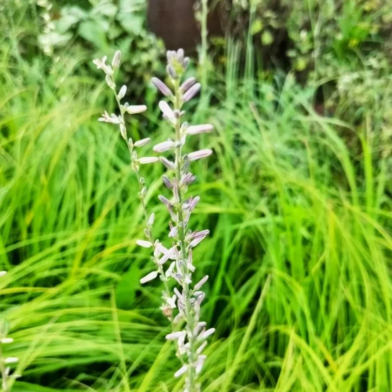 Anemarrhena Asphodeloides Bunge Seeds - Larger Packet High Germination 1000-5000 Onsaleseeds