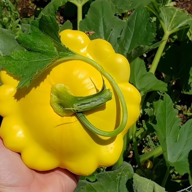 Cucurbita Moschata - Champion Yellow High Germination  Onsaleseeds