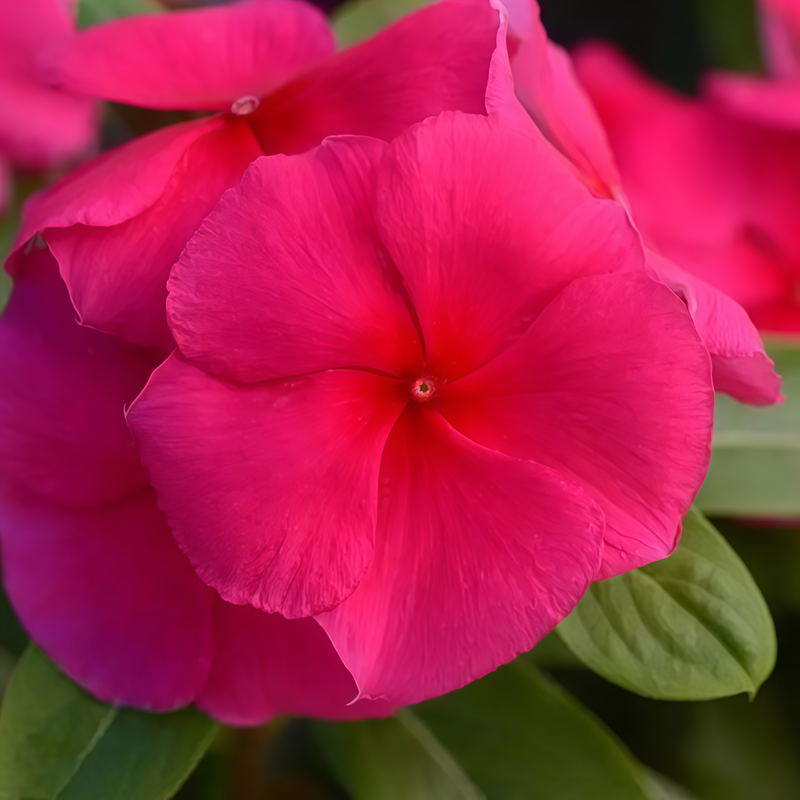Vinca Seeds - Catharanthus Roseus Rosed Red Larger Packet High Germination 300-2000 Onsaleseeds