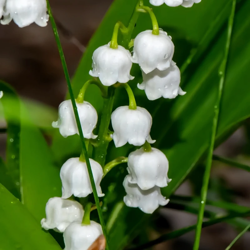 Lily of the Valley