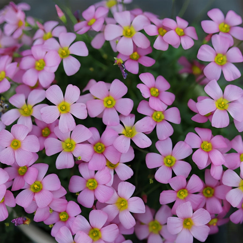 Oxalis Bulbs - Purple Tourmaline