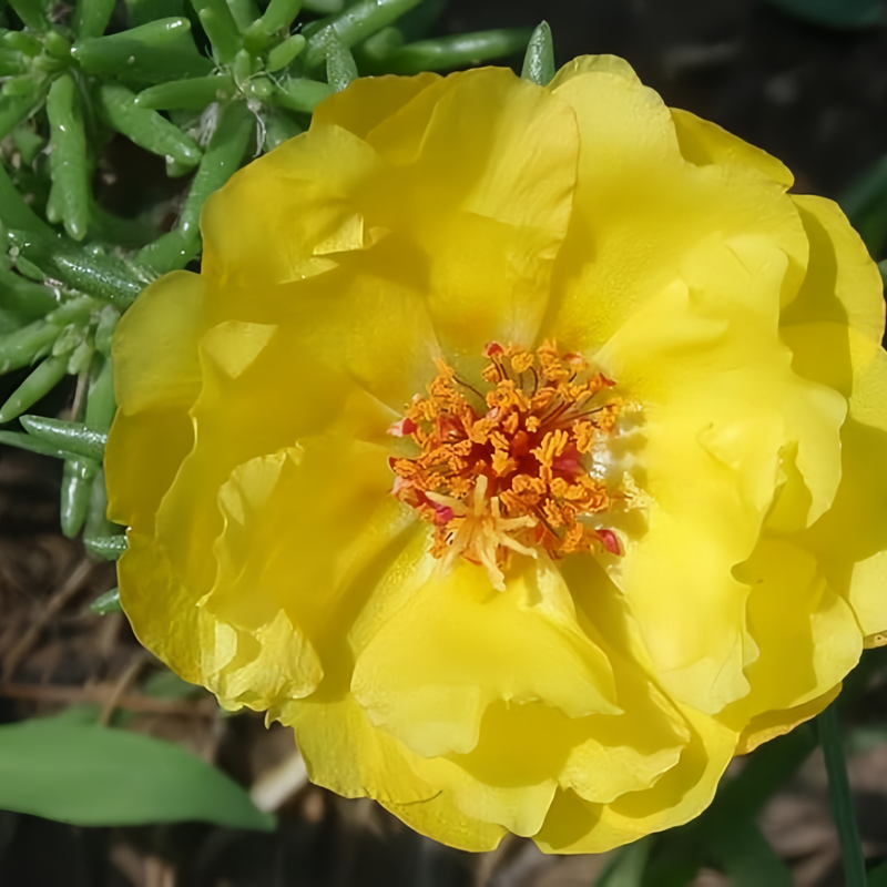 Moss Rose Seeds - Golden Larger Packet High Germination 300-1000 Onsaleseeds