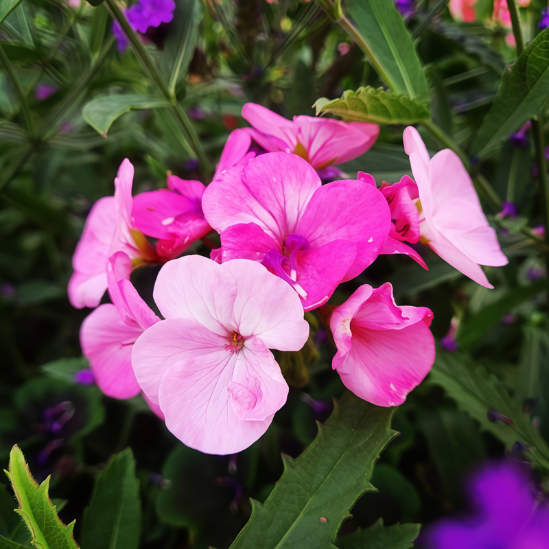 Pelargonium Violet Orange Core Seeds up to 50%