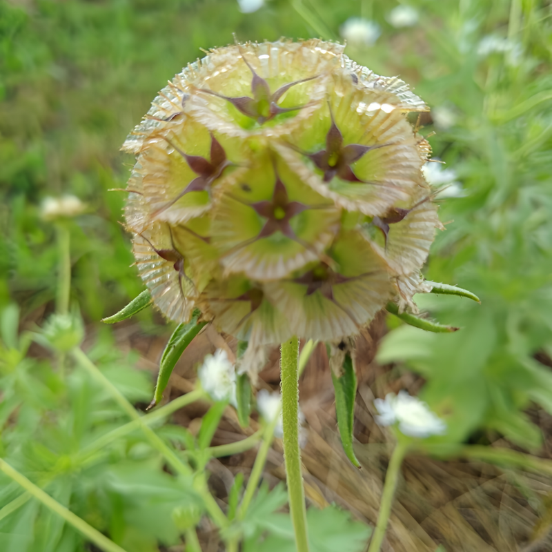 Scabiosa Atropurpurea Seeds - Green High Germination  Onsaleseeds