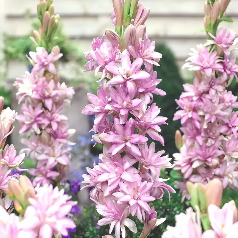 Tuberose Bulbs - Pink