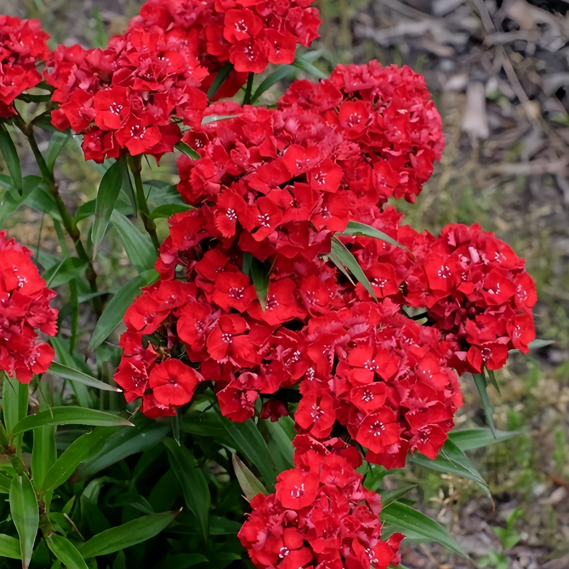 Dianthus Bright Red Seeds up to 50%