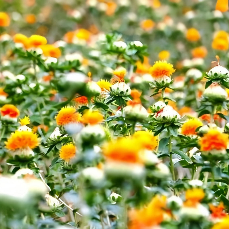 Carthamus Tinctorius Reddish Yellow Seeds up to 50%