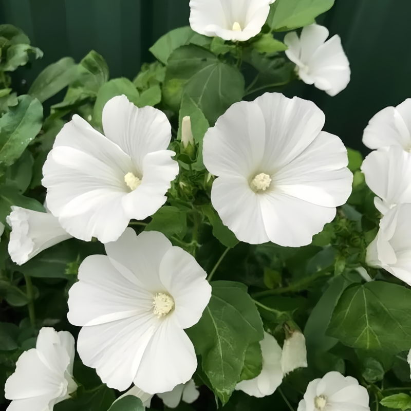 Rose Mallow Seeds - White Larger Packet High Germination 500-2500 Onsaleseeds