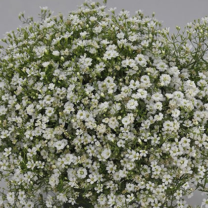 White Baby's Breath Seeds