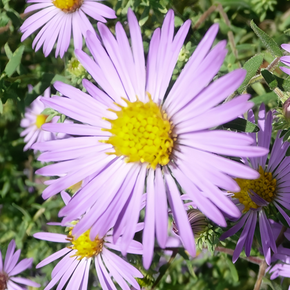 Mixed Aster Seeds