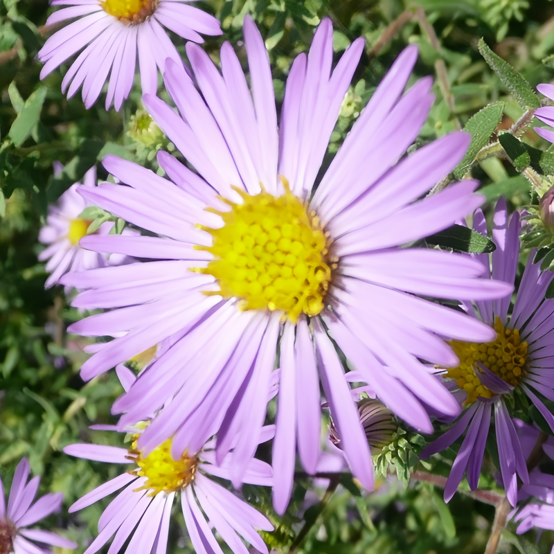 Aster Mix Seeds up to 50%
