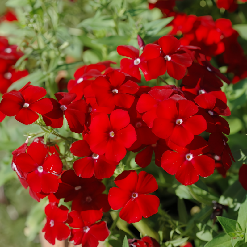 Phlox Drummondii Seeds - Red Larger Packet High Germination 600-3000 Onsaleseeds