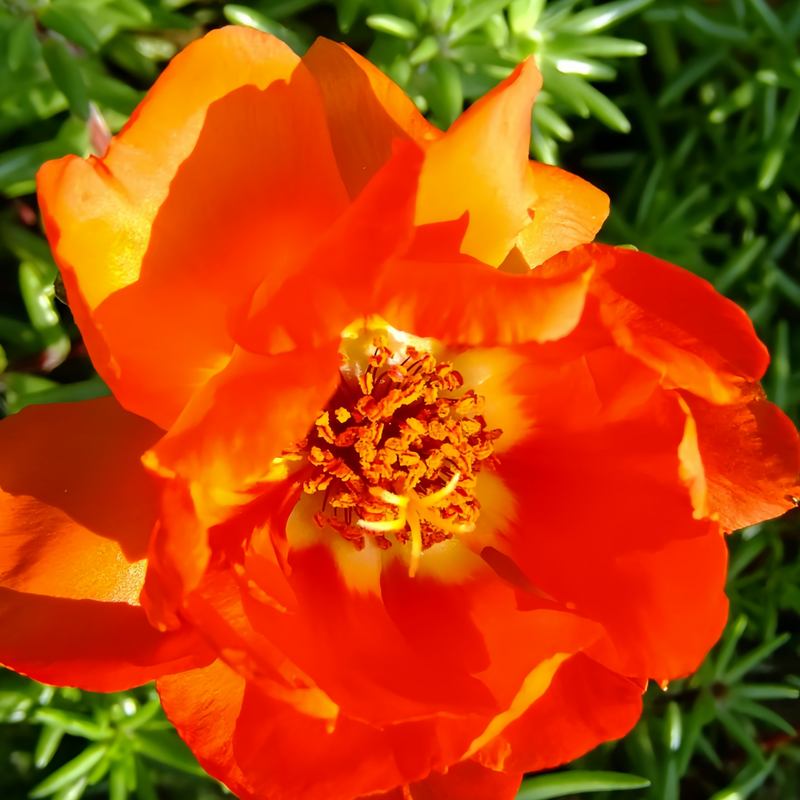 Moss Rose Seeds - Red Larger Packet High Germination 3000-15000 Onsaleseeds