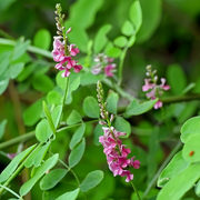 Indigofera Pseudotinctoria Seeds