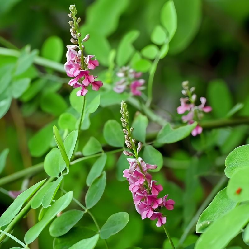 Indigofera Pseudotinctoria Seeds - Larger Packet High Germination 1/4-1/2LB Onsaleseeds