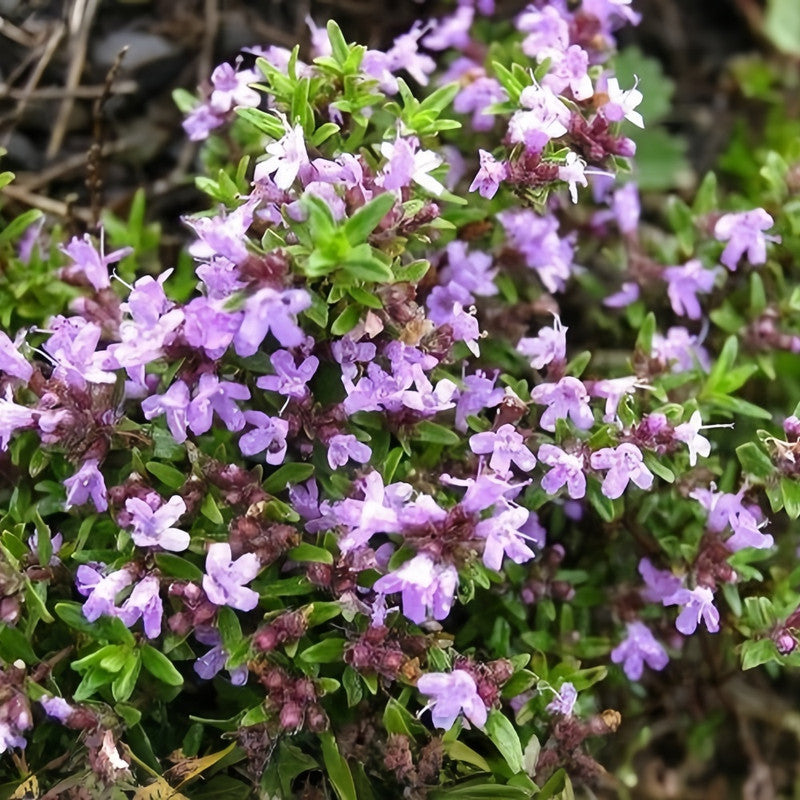 Thymus Mongolicus Pink Seeds up to 50%