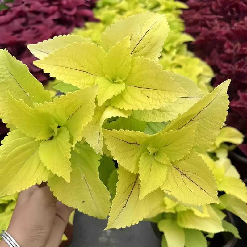 Coleus Yellow Seeds up to 50%