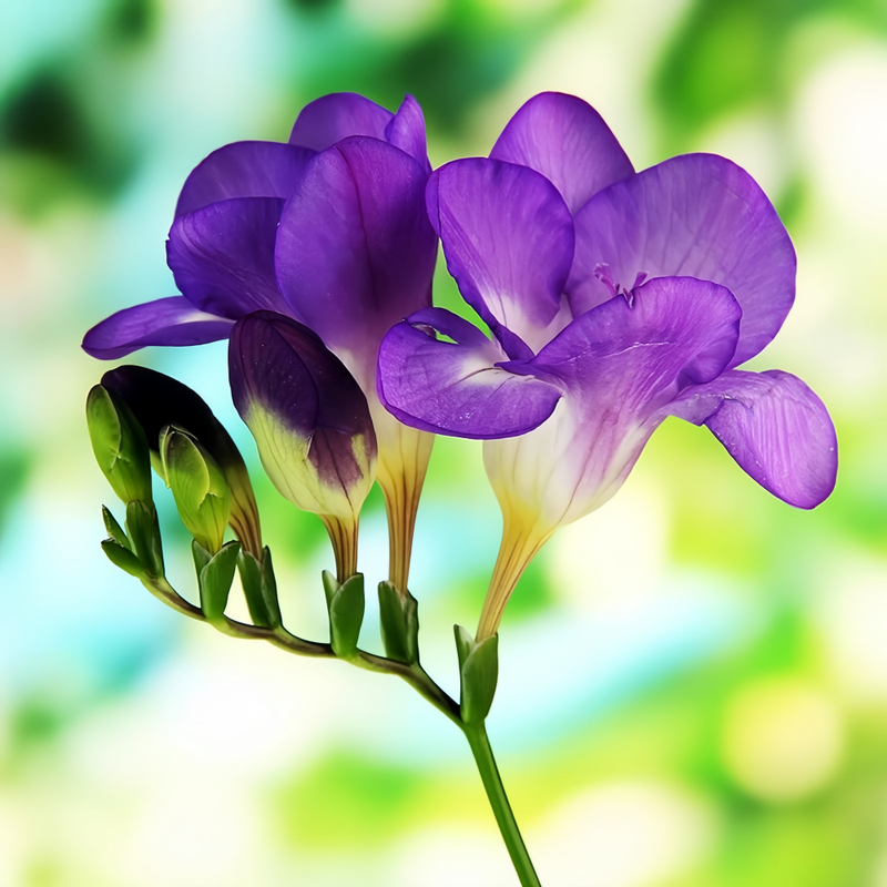 Freesia Purple Bulbs up to 50%