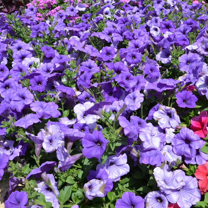 Petunia Hybrida Seeds - Sky Blue Larger Packet High Germination 1000-5000 Onsaleseeds