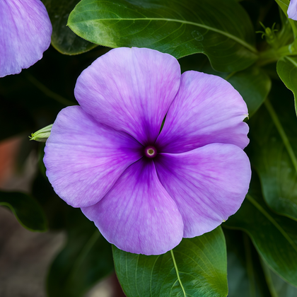Blue Catharanthus Roseus Vinca Seeds