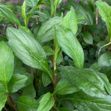 Indian Kalimeris Seeds