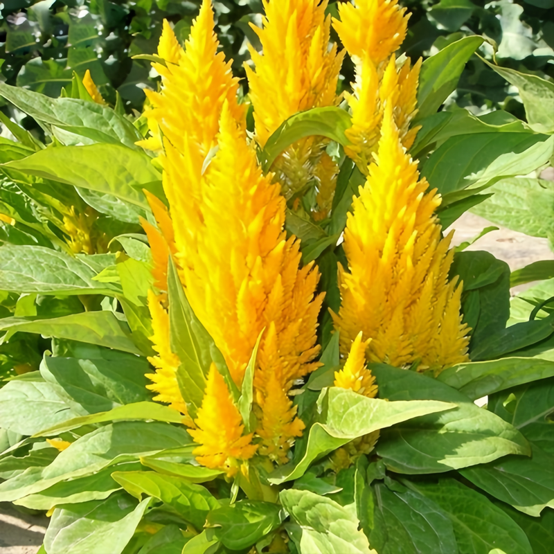 Celosia Cristata Seeds - Yellow Torch Larger Packet High Germination 1000-5000 Onsaleseeds