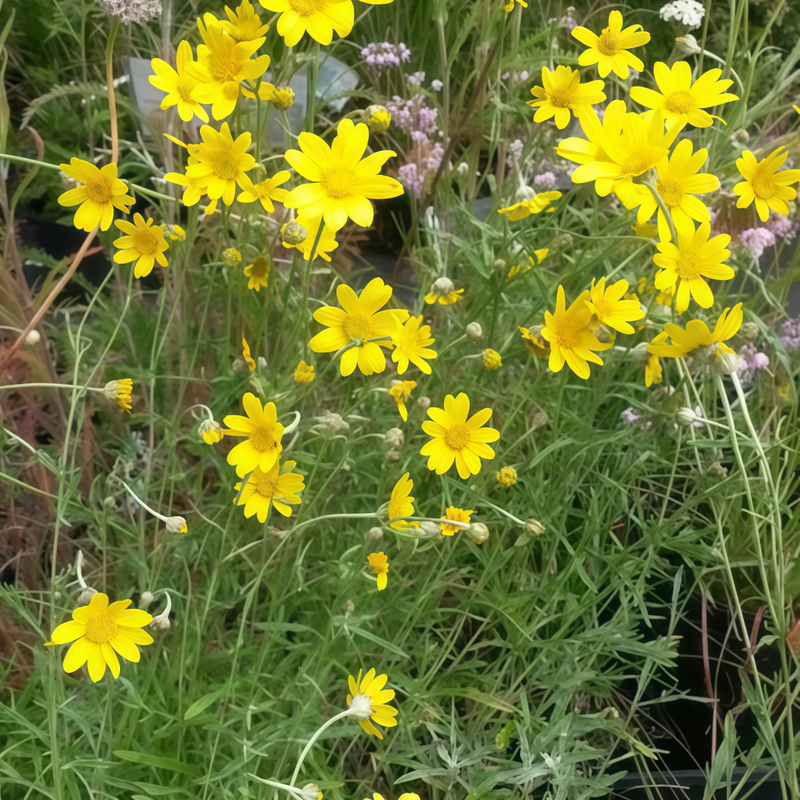 Ursinia Yellow Seeds up to 50% Large Pack · 800-3000 Seeds