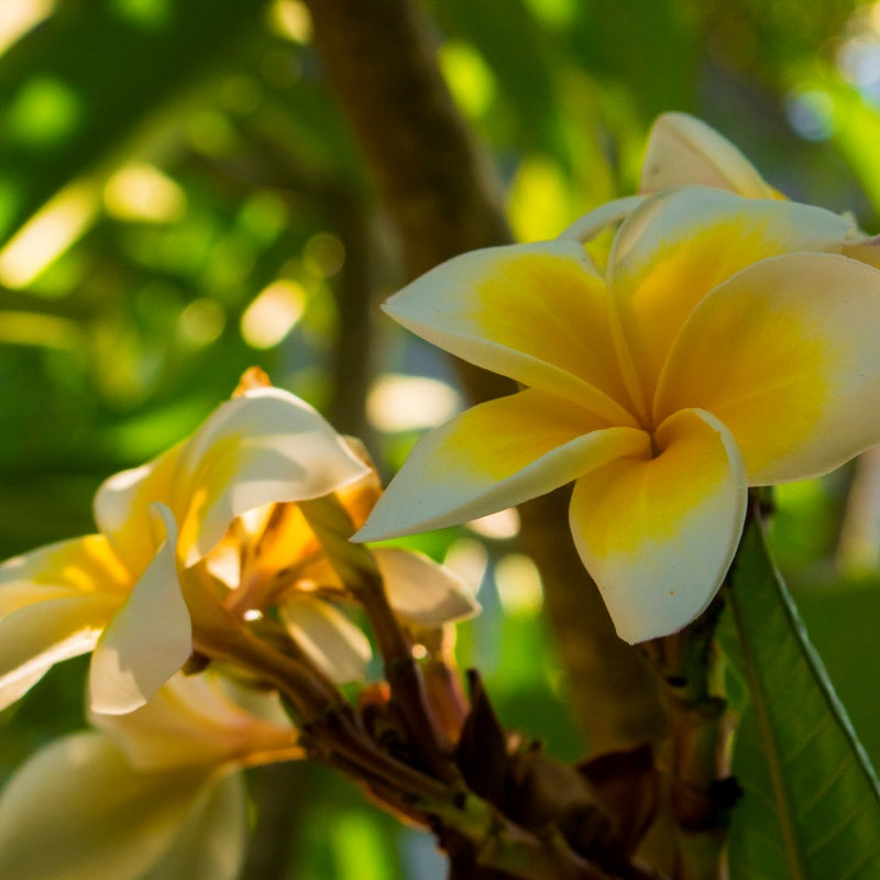 Plumeria Flower Seeds Up to 50% Off