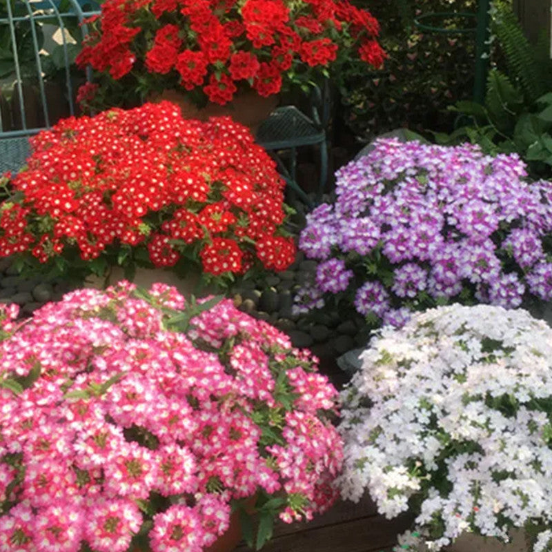 Garden Verbena Seeds - Mix Larger Packet High Germination 1000-5000 Onsaleseeds