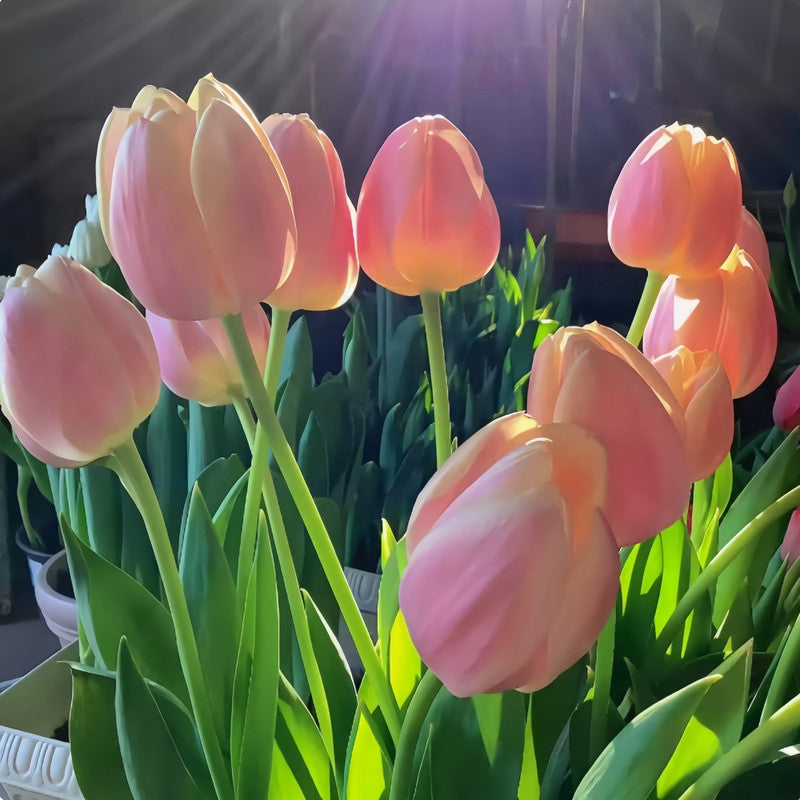 Tulip Bulbs - Honey Peach