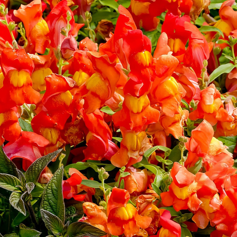 Snapdragon Seeds - Orange Color Larger Packet High Germination 5000-10000 Onsaleseeds
