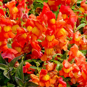 Snapdragon Seeds - Orange